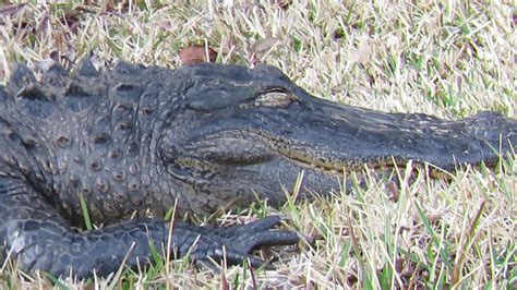 Alligator Closes His Eyes While Fully Stretched Out By Lagoon Sea