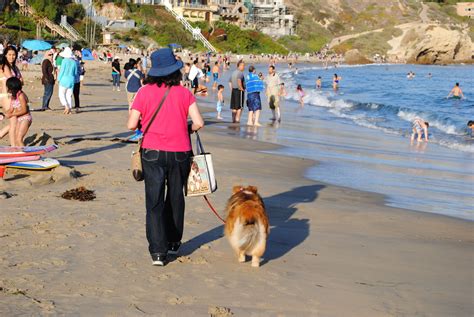 Newport Beach Has Dog Friendly Beaches You Have To Be On A Leash And