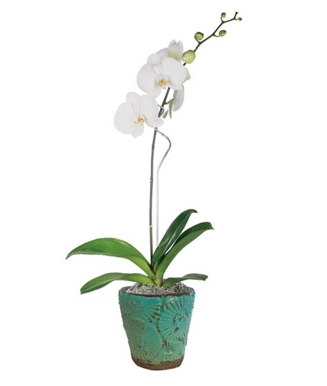Natural White Phalaenopsis Orchid Plant Calyx Flowers Inc