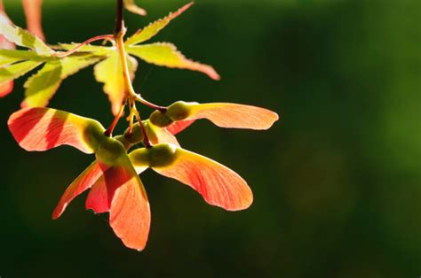 Free Maple Seeds Stock Photos Download The Best Free Maple Seeds