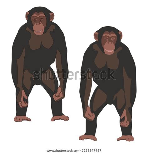 Vector Brown Chimpanzee Monkey Stands On Stock Vector Royalty Free