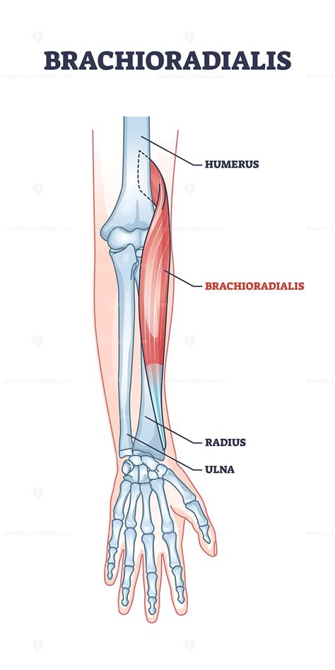 Brachioradialis Muscle Medical Location With Anatomical Bones Outline