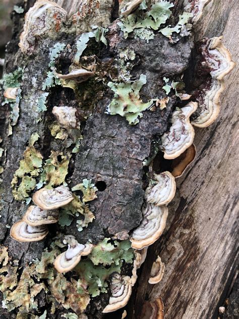 What Kind Of Mushroom Growing On Me Dead Tree In Alabama Thanks