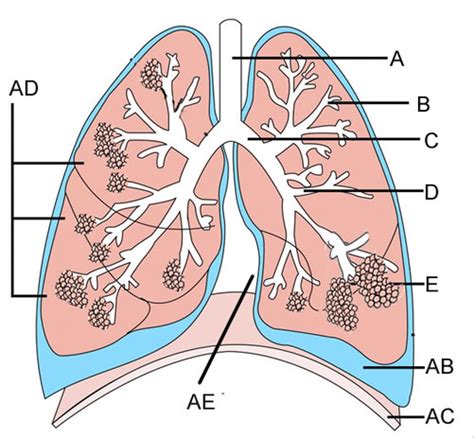 Lung Diagram Diagram Quizlet