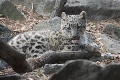 Photos See It Snow Leopard Cub Makes Debut At Bronx Zoo Pix11