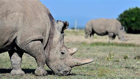 Can We Save Northern White Rhinos From Extinction Cgtn