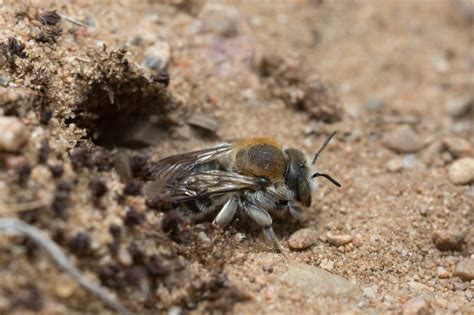 Whats The Difference Between Ground Bees And Ground Nesting Yellow
