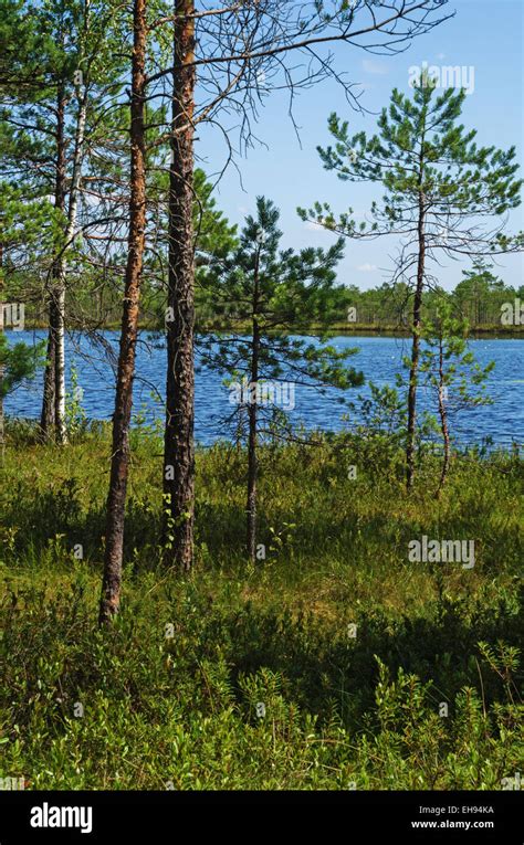 Pine Forest On Boggy Lake Coast Stock Photo Alamy