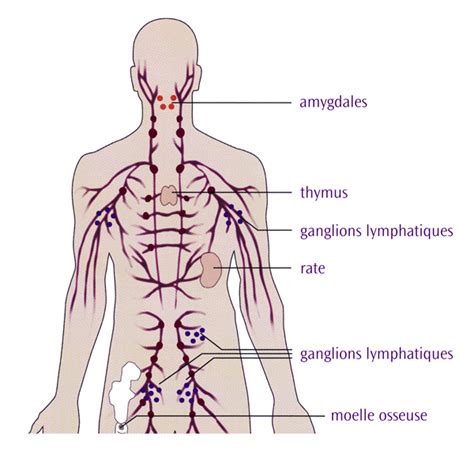 Appareil Lymphatique Lymphatique Organes Corps Humain Anatomie My Xxx Hot Girl