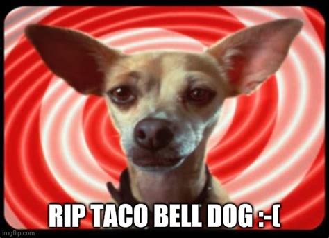 Taco Bell Dog Imgflip