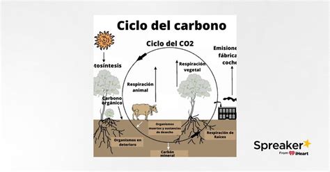 Ciclo Bioquimico Del Carbono
