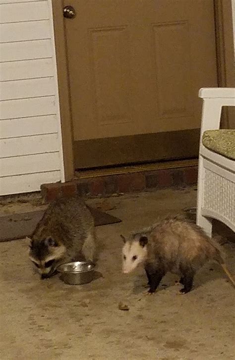 A young opossum eating cat food in our backyard. This Raccoon And Opossum Travel And Eat Cat Food Together