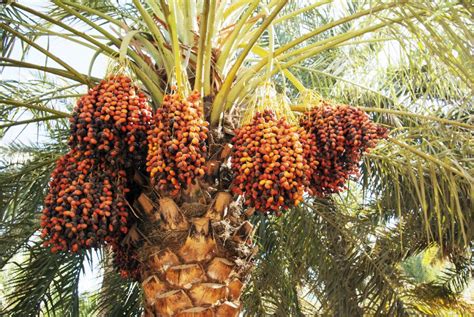 5 Seeds Medjool Date Palm Tree