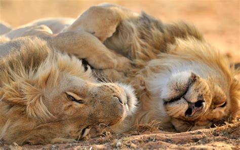 Antilopen zijn een soort grote herten. Leeuw | Stichting SPOTS