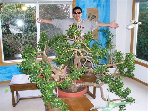 They need at least four hours of bright sunlight. The Largest Jade Plant (indoor) in the WORLD | Jade plants ...