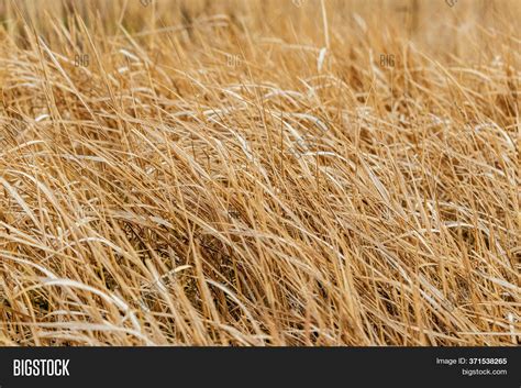 Texture Dry Grass Image And Photo Free Trial Bigstock