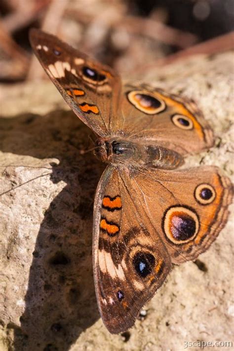 Common Buckeye Butterfly Photograph By Adam Romanowicz
