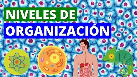 Niveles De Organizacion De Los Seres Vivos Con Ejemplos Nuevo Ejemplo