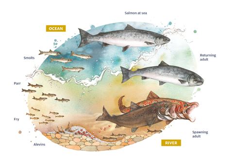 The State Of Wild North Atlantic Salmon Nasco