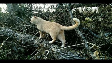 King Of The Feral Cat Colony Youtube