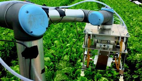 Robot Uses Machine Learning To Harvest Lettuce Agritech Future