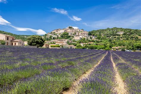 Luberon Lavender Where To See The Best Lavender Blossom