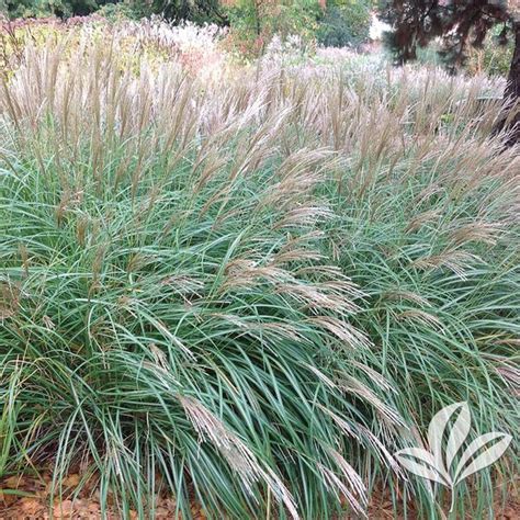 Miscanthus sinensis ‘Little Kitten’ | Kiefer Nursery: Trees, Shrubs