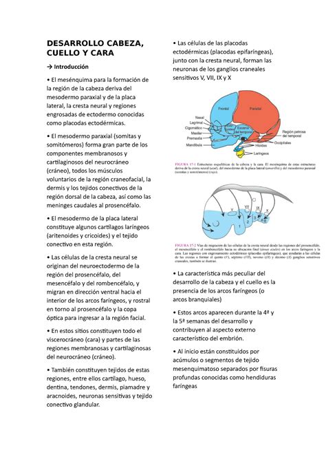 CARA Cuello Cabeza Embriologia DESARROLLO CABEZA CUELLO Y CARA Introducción El mesénquima