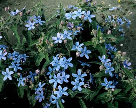 TWEEDIA OXYPETALUM Coerulea Heavenly Blue Muller Seeds