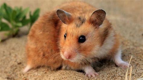 Hamster Facts 10 Surprising Facts About Hamsters Hamster Facts