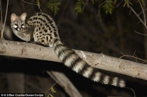 A Genet Stock Image Shown Is A Mammal That Resembles A Cross Between