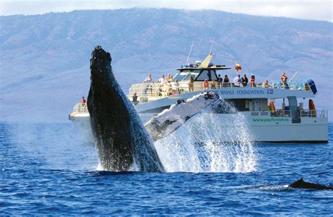 Maui Whale Festival