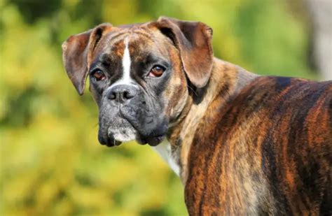 Boxers Fun Facts About The Energetic And Loving Dog Breed I Love My