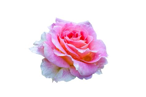 Fully Open Gently Pink With Many Shades Of Lovely Rose Flower Plant