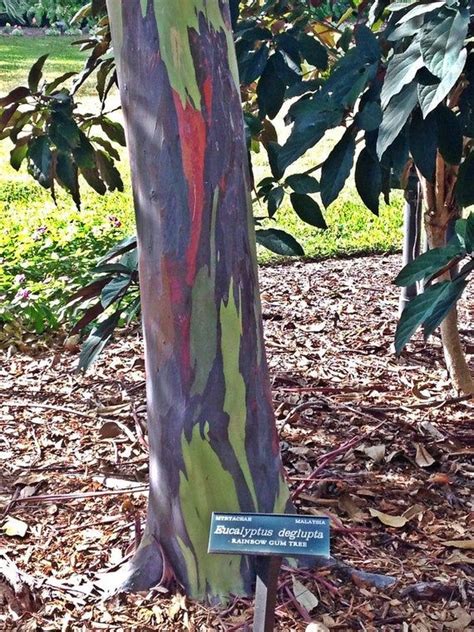 Rainbow Eucalyptus Deglupta Showy Tropical Tree 70 Rare Seeds Bonsai