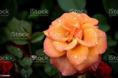 Single Beautiful Pink Rose With Blurred Background Stock Photo