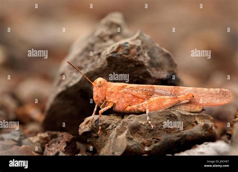 Red Grasshoppers Hi Res Stock Photography And Images Alamy