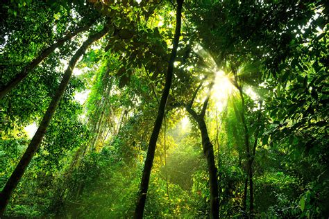 Rainforest Canopy Layer