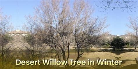 Desert Willow Tree In Winter How It Looks Like Embracegardening