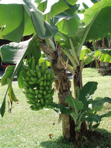 Banana Tree Images
