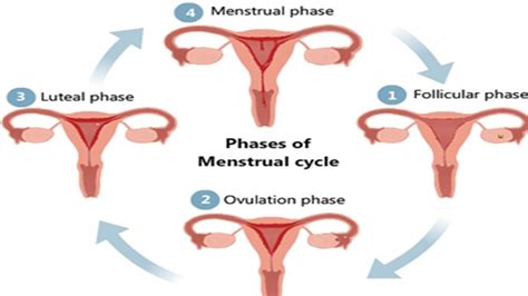 Cómo aprovechar las fases de tu ciclo menstrual a tu favor Actitudfem