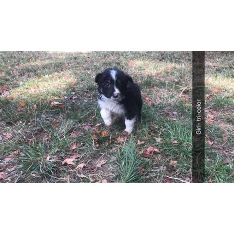 We did not find results for: 10 Border Collies in Portland, Oregon - Puppies for Sale Near Me
