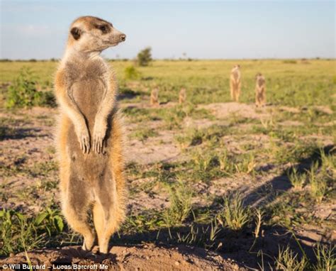 Meerkats Try Photography While Using Cameraman As A Lookout Post