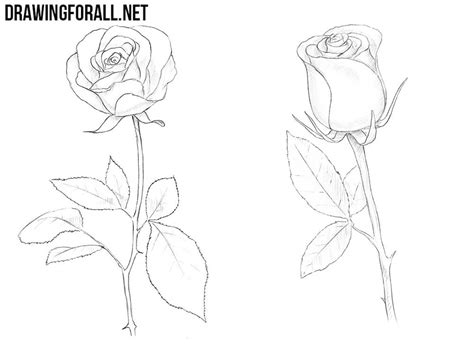Rose stem line drawing vectors (616). How to Draw a Rose | Drawingforall.net