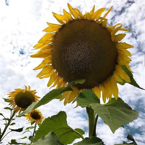 Mammoth Grey Stripe Sunflower Truelove Seeds