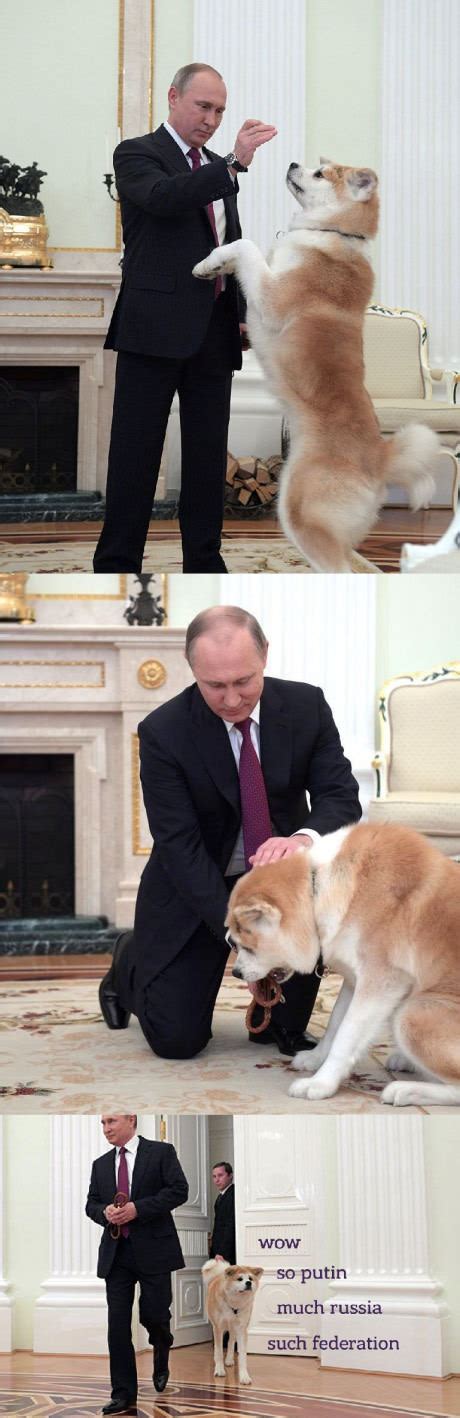 Putins Doge Собаки Знаменитости