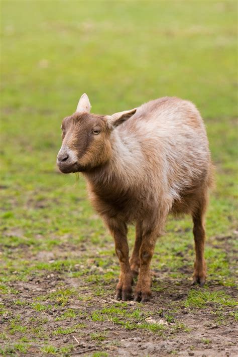 Goat Portrait Free Stock Photo Public Domain Pictures