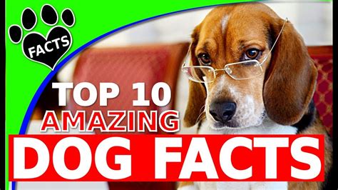 Top 10 Amazing Facts About Dogs You Probably Didnt Know Dogs 101