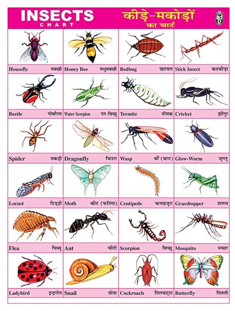 Ibd Educational Pvc Single Side Toddlers Laminated Insects Wall Chart