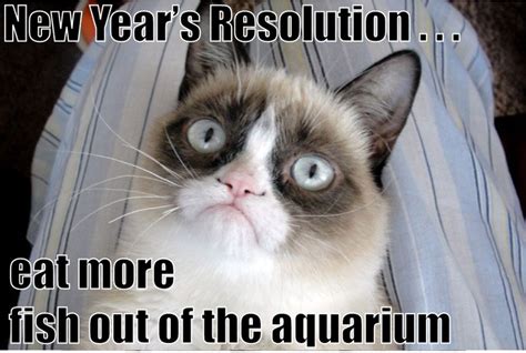 Pin By Fun Holiday Cats On Happy New Year Cats Pinterest